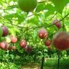 Fruits de la passion
