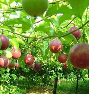 Fruits de la passion
