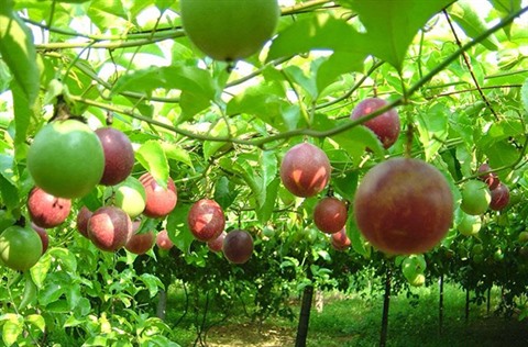 Fruits de la passion