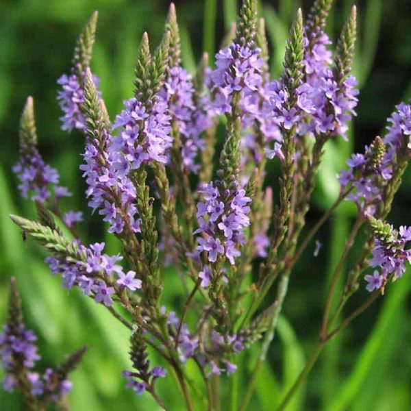 Verveine