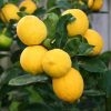 Citrons