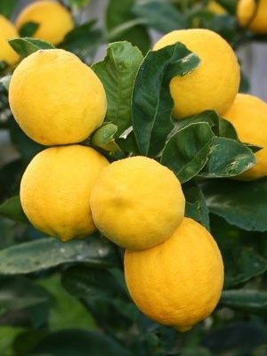 Citrons
