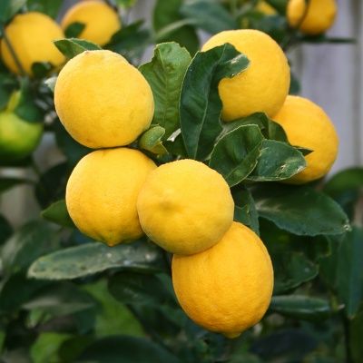 Citrons