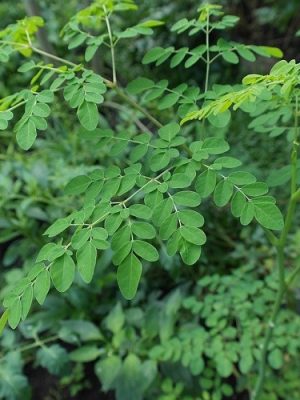 Moringa